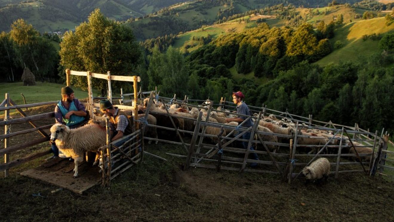 SONDAJ | Fermierii români, tot mai vulnerabili în fața schimbărilor climatice: Majoritatea agricultorilor afirmă că apa devine problematică, că numărul insectelor polenizatoare este în descreștere, iar ploile au devenit foarte acide și dăunătoare