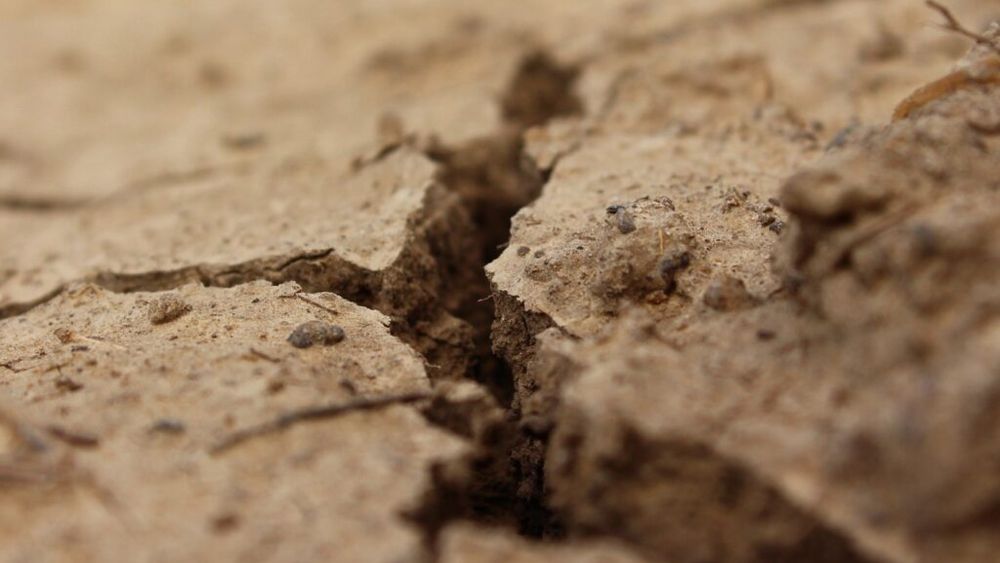 Seceta pedologică se menţine în cultura grâului de toamnă pe suprafeţe extinse, în cea mai mare parte a ţării