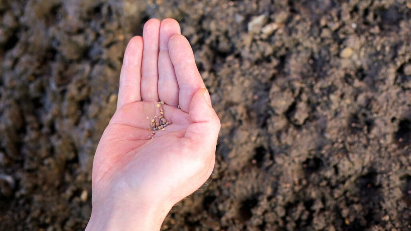 Seminţe autohtone de flori şi legume, colectate de elevii unui liceu agricol din Bistriţa-Năsăud pentru a fi prezervate / Sunt plănuite o grădină senzorială și o bancă de semințe