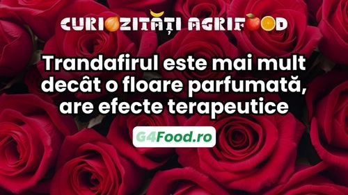Curiozitate agri-food: Trandafirul, mai mult decât o floare parfumată / Planta are efecte calmante, răcoritoare și antiinflamatoare
