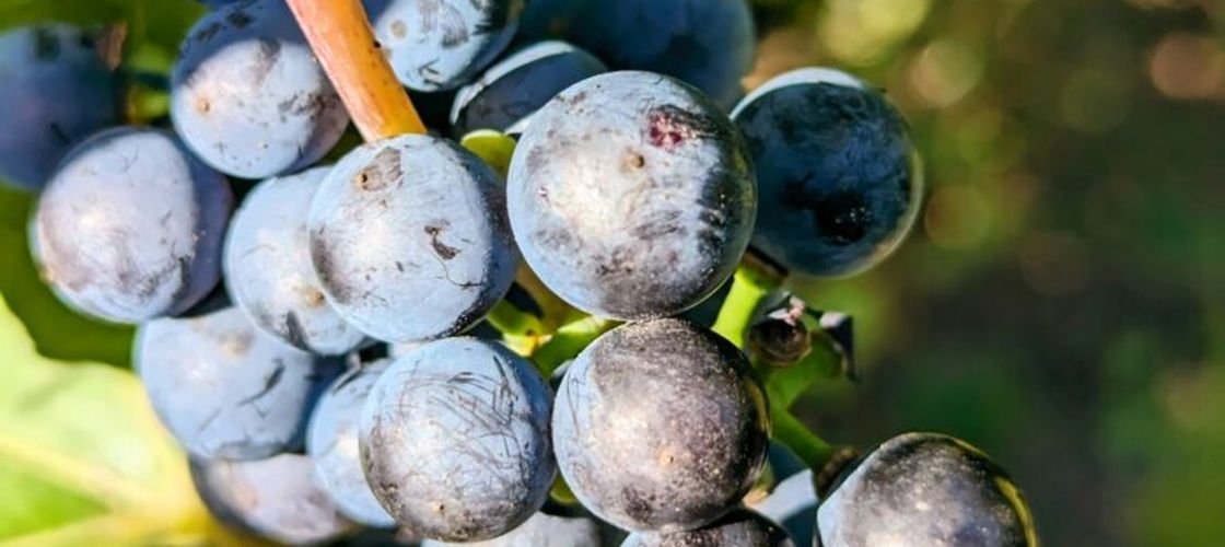 Vinurile din Republica Moldova își extind prezența în China / Peste 2 milioane de sticle vândute și o rețea de 400 de magazine