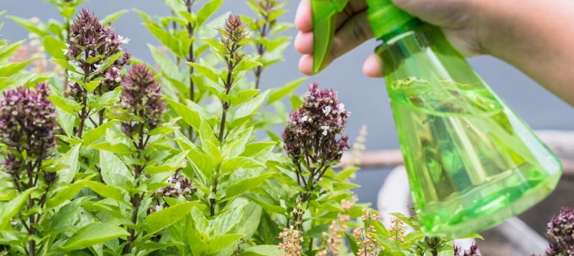 Cum poți elimina buruienile fără erbicide / Soluția preparată din trei ingrediente pe care le ai deja în bucătărie