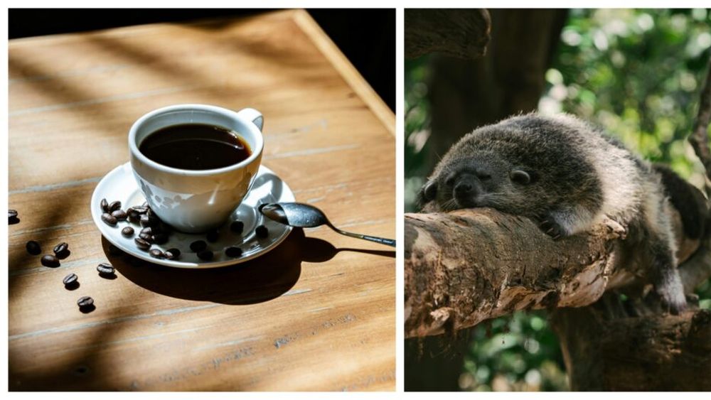 Kopi Luwak, cea mai scumpă cafea din lume, obținută din fecalele unui animal/ Iată cât costă o ceașcă și ce beneficii aduce organismului