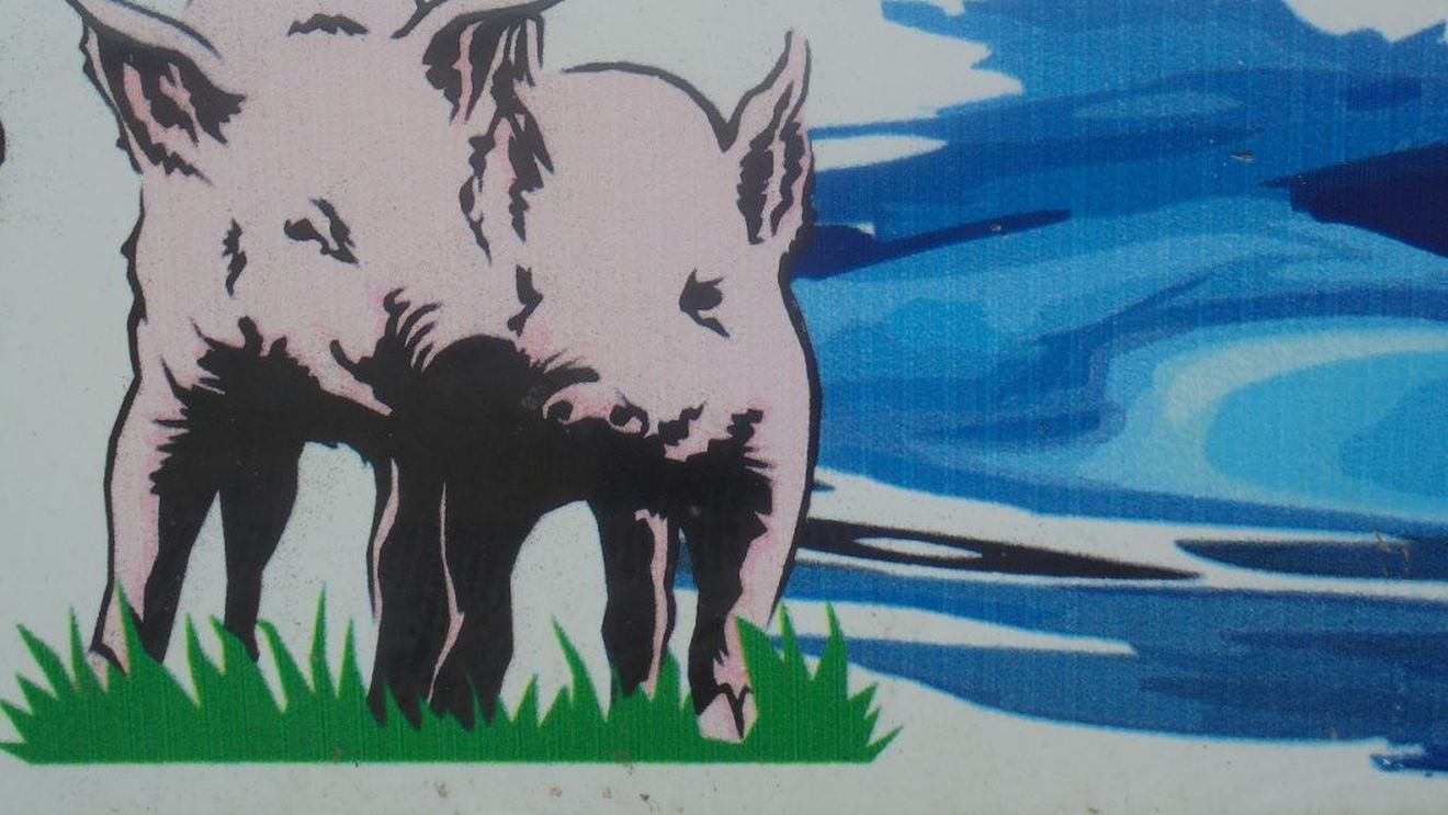 Prețul porcilor în viu și prețurile claselor E, respectiv S ale carcaselor abatorizate au atins un nou maxim istoric