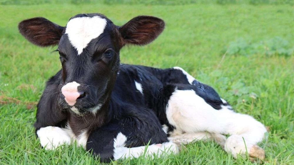 Alertă în industria cărnii de vită din SUA / Un al doilea vițel infectat cu parazitul „viermele șurub” a fost descoperit în Texas