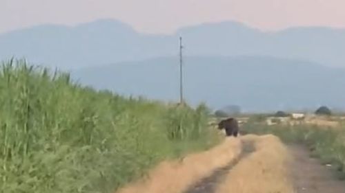 Un urs a fost văzut în weekend pe terenurile agricole din Ghimbav. Nu este prima dată cand animalele intră în zonele arabile