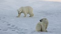 Gripa aviară a fost depistată pentru prima dată la un urs polar în Europa