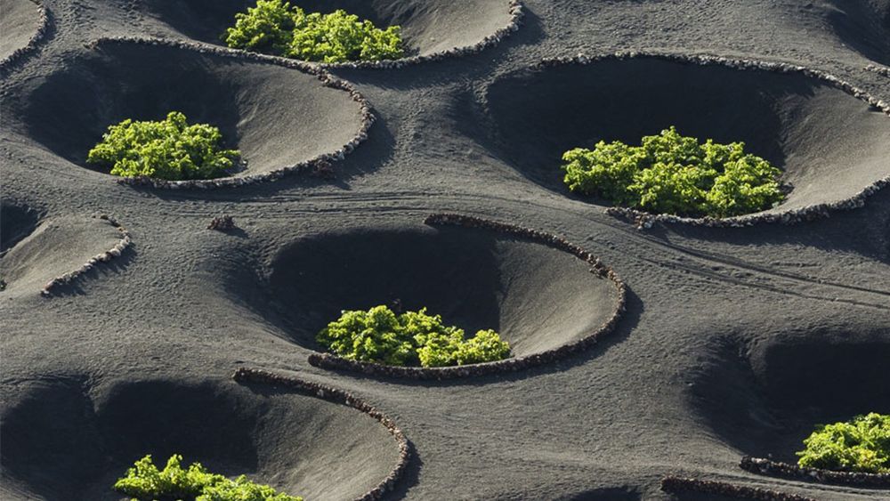 Locul cel mai ciudat unde se cultivă vița-de-vie/Plantele cresc în cenușă vulcanică și mecanizarea este imposibilă