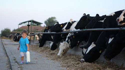 Motivul pentru care ar trebui să fii foarte atent când alegi să bei laptele crud/Deși se crede că are mai multe beneficii, riscurile de îmbolnăvire sunt pe măsură/Specialiștii îl consideră „cel mai riscant”