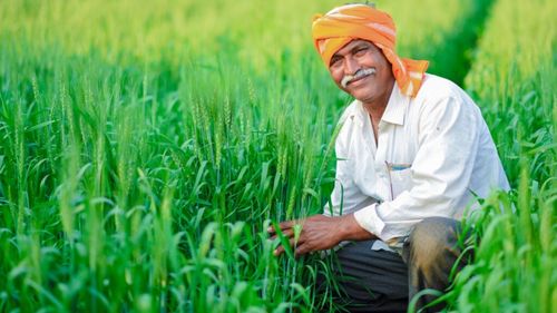 India se aşteaptă la o producţie record de grâu şi orez / O recoltă bună în India înseamnă că ţara va putea să îşi asigure necesarul intern fără importuri în acest an