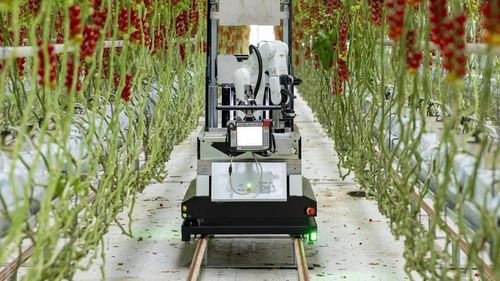 Artemy, un robot complet automatizat de recoltare a roșiilor cherry, lansat oficial