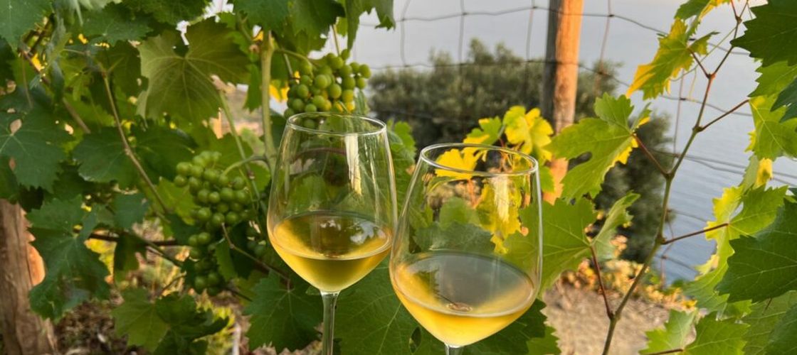 România, Republica Moldova și Bulgaria lansează „Treasures of the East”, un proiect comun pentru promovarea vinurilor și gastronomiei din regiune