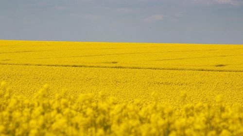 Producția de rapiță a României în 2026 rămâne favorabilă, însă condițiile din iarnă ridică semne de întrebare privind randamentele