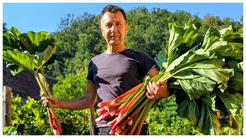 FOTO | Cum a ajuns un sociolog să cultive rubarbă într-un sat din Transilvania / Mircea Muntean: „Nu recomand nimănui să înceapă doar pentru bani”. „Am făcut și vin, și bere, și chipsuri din rubarbă” / De ce nu poate fi cultivată oriunde