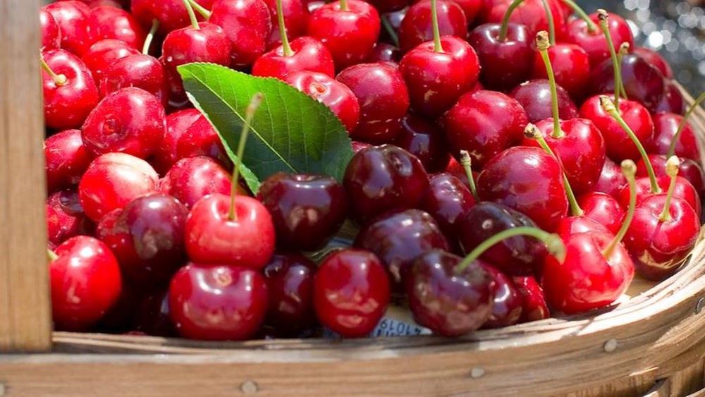 Cireșele chiliene deschid sezonul 2025–2026 în China/ Vânzările vor fi exclusiv online, pe TikTok, la prețuri record pentru piața asiatică: 150 $ kg/ Un influencer local va gestiona prețurile și promoțiile pe rețeaua socială