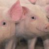 Președintele Nicușor Dan a trimis Legea privind combaterea pestei porcine înapoi în Parlament pentru reexaminare