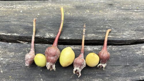 De ce cad fructele din pomi fără să ajungă la maturitate? / Diferența dintre avortare și efectele stresului termic / Cât de eficiente sunt soluțiile anti-îngheț