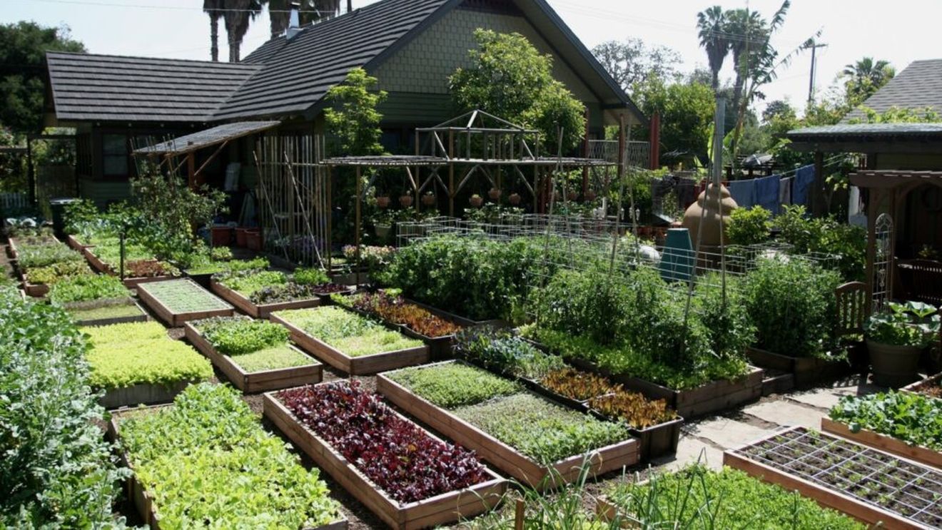 Căutând o viață mai simplă, un bărbat a construit o fermă urbană în California care astăzi livrează pentru 100 de familii. Acum, copii săi o dezvoltă