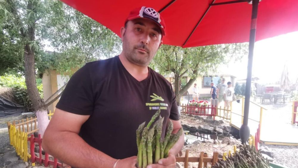 FOTO | De la câmpurile din Austria și Germania la propria plantație din Timiș. Povestea românului care a adus sparanghelul „acasă”: „Culegem cam 10-15 kilograme pe zi. Nu folosim chimicale, doar apă, un pic de îngrășământ natural, sapa și motocultorul”