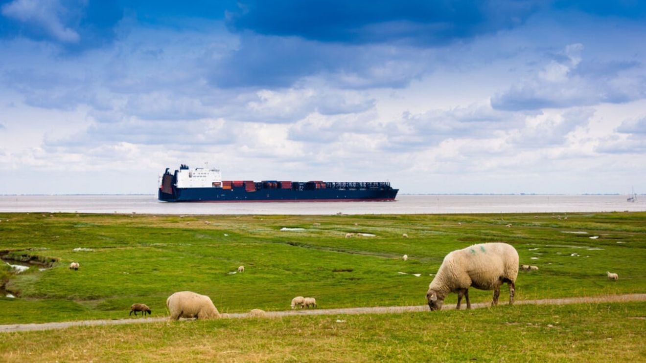 Australia va interzice exporturile de ovine vii pe mare începând cu mai 2028