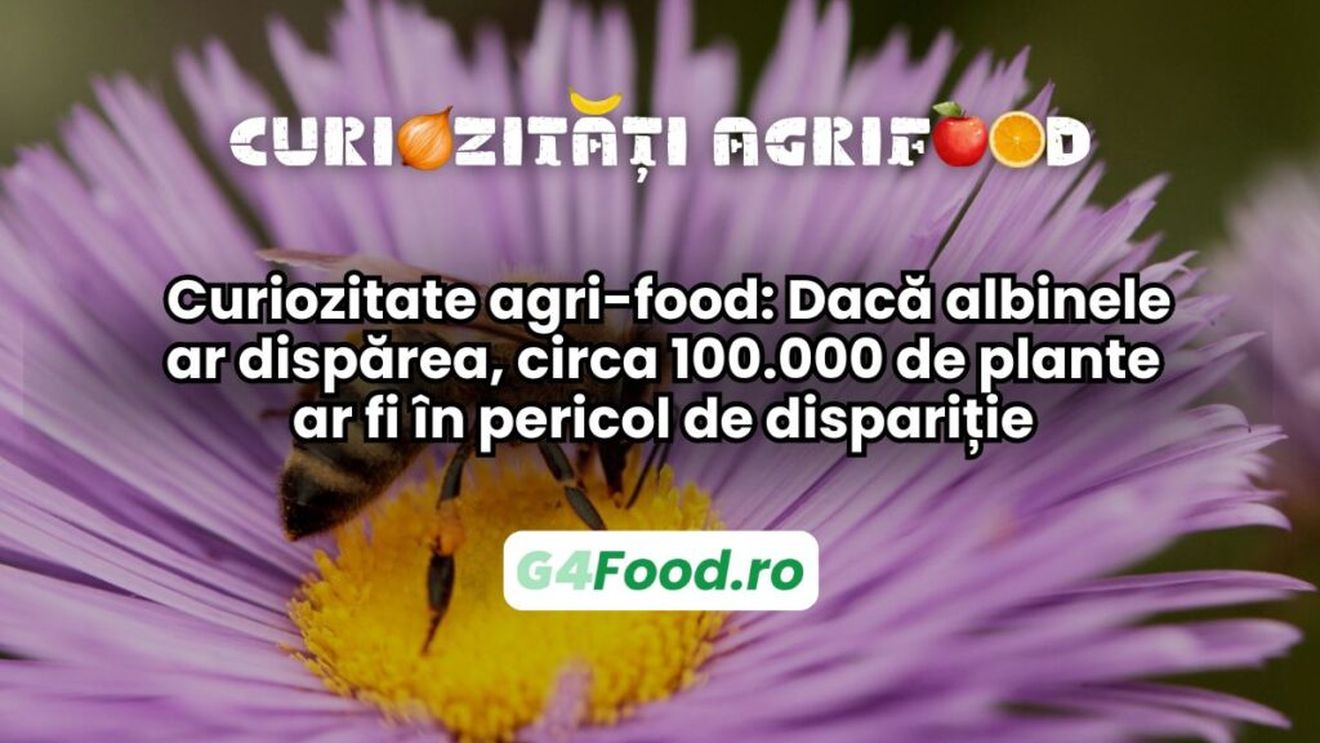 Curiozitate agri-food 21 martie: Dacă albinele ar dispărea, circa 100.000 de plante ar fi în pericol de dispariție