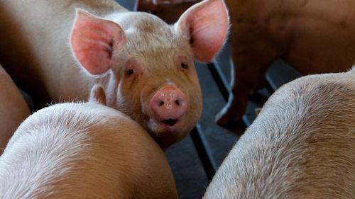 Numărul focarelor de pestă porcină africană crește vertiginos, după ce raporatele ANSVSA din intervalul mai-iunie au indicat regresul epidemiei