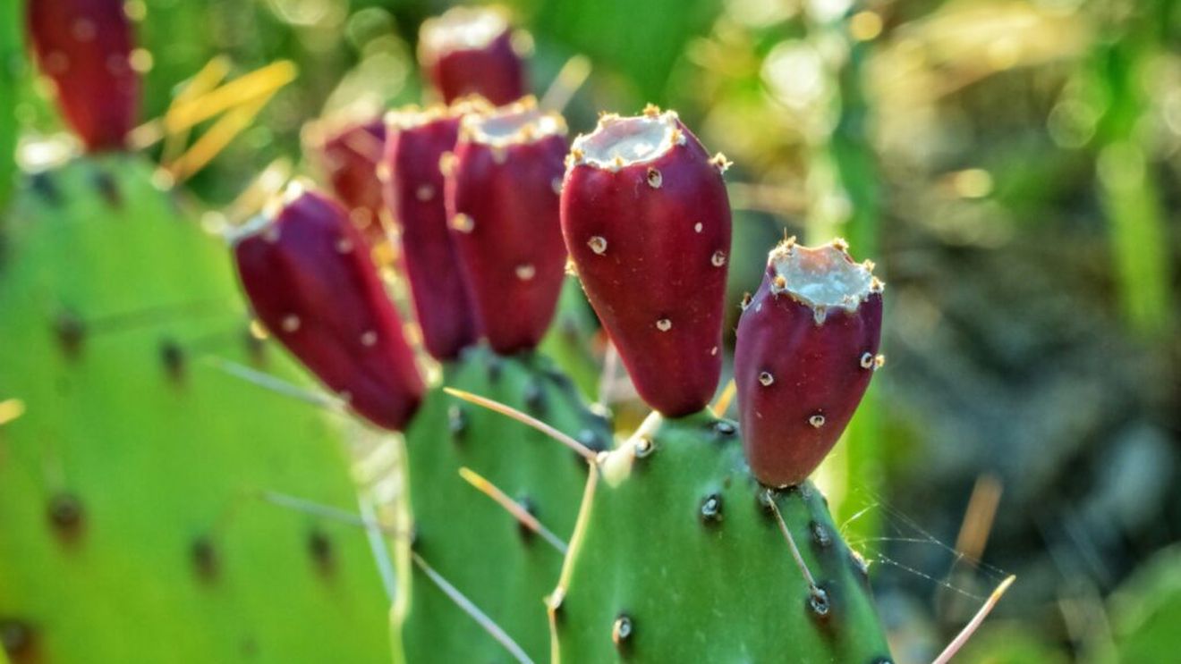 „Smochinul indian” revoluționează agricultura în sudul Italiei, zonă afectată de secetă și de schimbările climatice / Cu un consum de apă de zece ori mai mic decât cel al porumbului, are multiple utilizări: de la băuturi răcoritoare, făină, hrană pentru animale până la biocombustibil