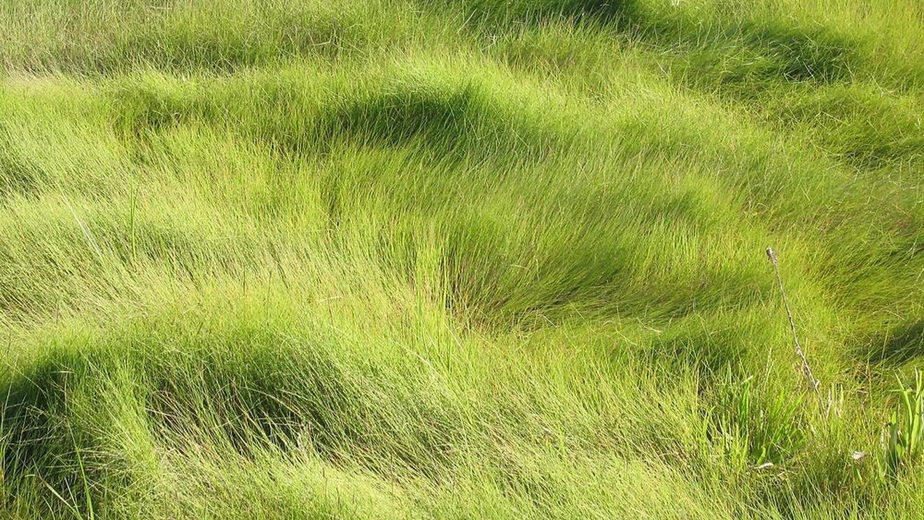 O iarbă străveche care îi ajută pe fermieri să producă delicatesa de miel „pre-sărat” ar putea stopa eroziunea coastelor