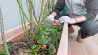 7 fructe și legume care cresc bine la umbră, în ghivece pe balcon. Nu ai nevoie de o terasă însorită pentru o recoltă bogată