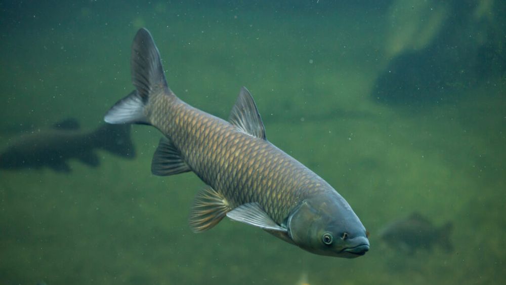 Experții îndeamnă oamenii să pescuiască și să mănânce speciile invazive de pești care au dezechilibrat ecosistemele / În România, lacul Sfânta Ana este în pericol din cauza carasului argintiu