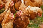 China a devenit un exportator important de carne de pui / Exporturile aproape s-au dublat față de 2020, iar producătorii europeni se confruntă cu o nouă concurență