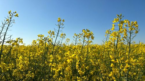 Ministrul Agriculturii anunţă producţii record de cereale şi rapiţă, cu peste 5 milioane de tone mai mult decât canditatea obţinută anul trecut