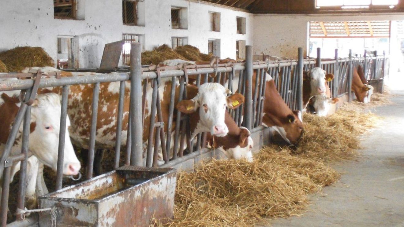 Ușoară creștere a prețului mediu al laptelui de vacă în lunile iulie și august; în ce țară europeană laptele de vacă are cel mai bun preț