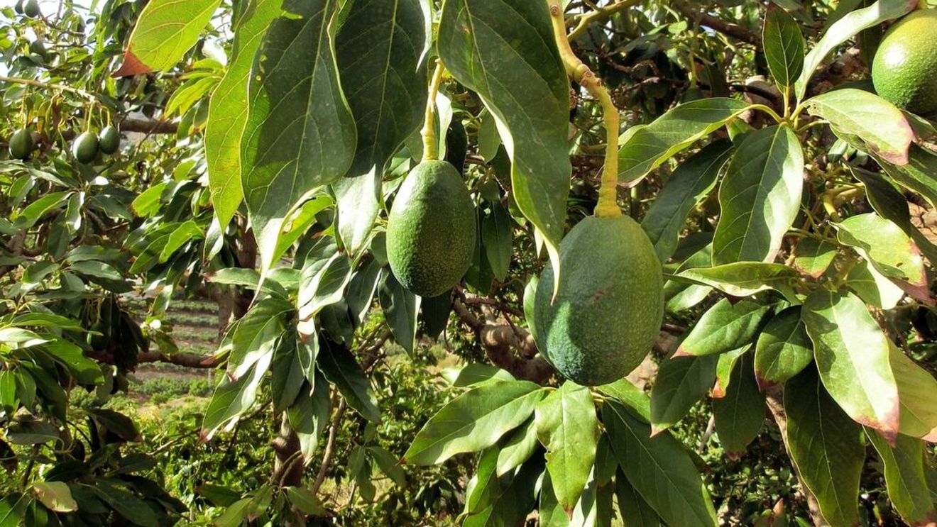 Piața de avocado din lume/Scăderea producției din Peru s-a dovedit favorabilă pentru Africa de Sud