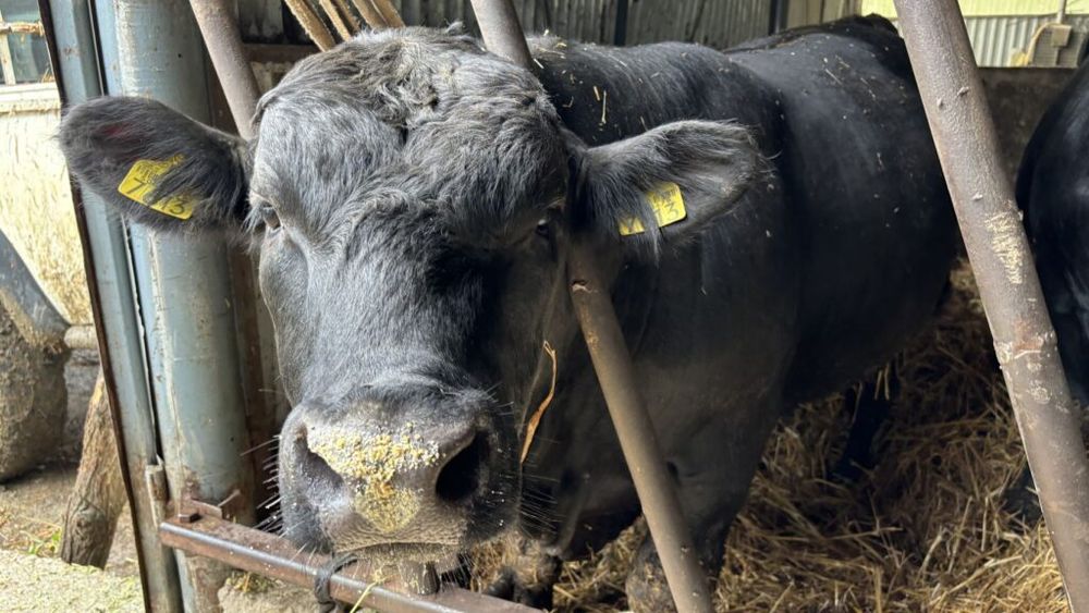 INS: Numărul bovinelor din România a urcat la 1,847 milioane de capete, la 1 iunie 2025