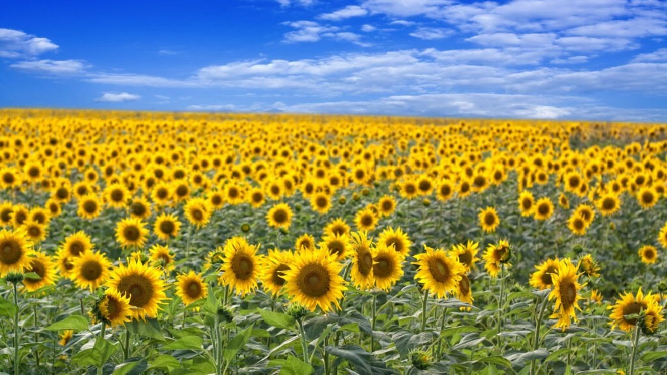 Exporturile Bulgariei către SUA ar urma să scadă cu o treime / Floarea soarelui este printre produsele afectate de noile taxe vamale