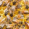 Studiu/ Albinele melifere pot detecta hrana contaminată cu virusuri, dar tot o consumă/ Descoperirea ar putea schimba practicile din apicultură