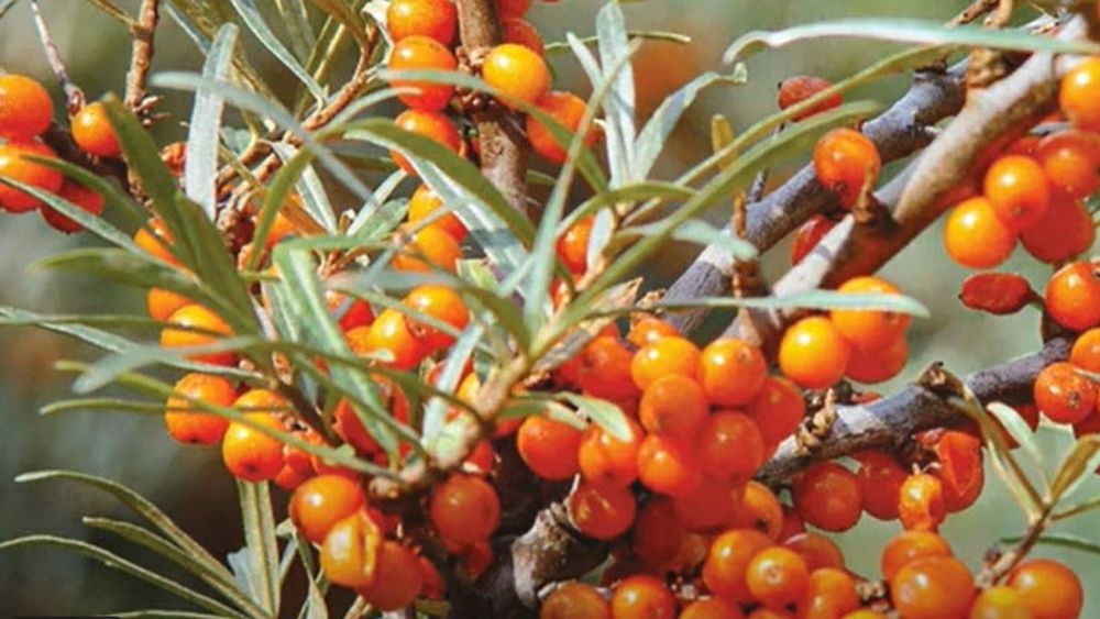 Ceaiul pe care să-l bei iarna/ Conține mai multă vitamina C decât citricele și îți consolidează imunitatea/ În plus te ajută să pierzi în greutate și îți estompează ridurile
