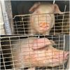 Posibilă transmitere de la om la om a virusului gripei porcine în varianta A(H1N1)v/ Spania a alertat Organizația Mondială a Sănătății