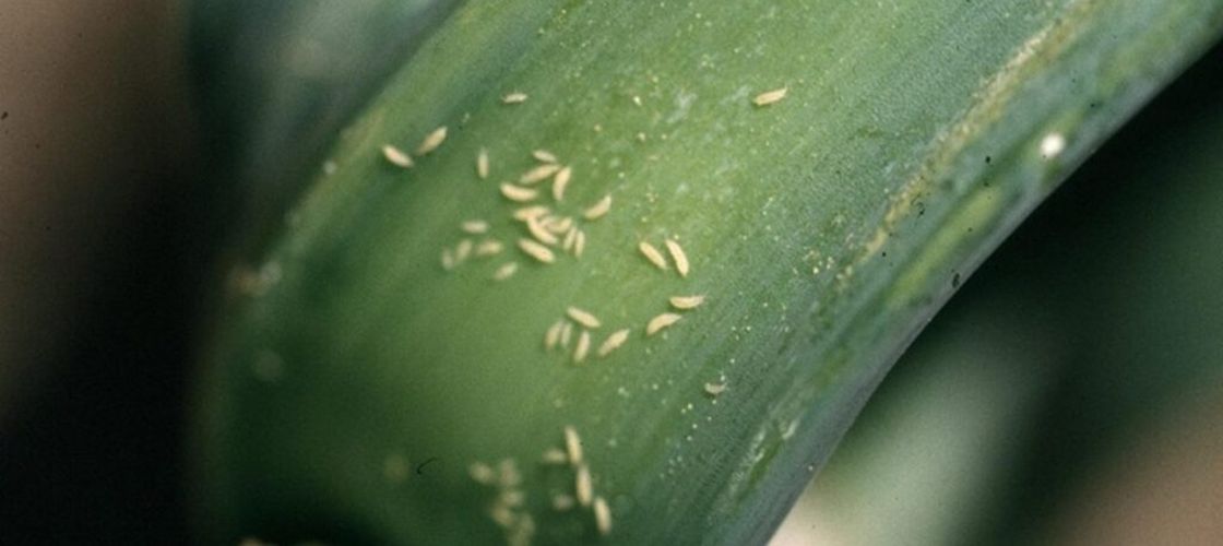 Șase dăunători care pot distruge grădina de legume la începutul verii / Semnele care ar trebui să te pună în alertă