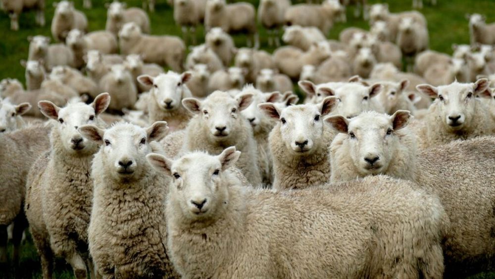 Oficial: Exportul de ovine în ţări terţe nu este şi nu va fi oprit / Posibil testarea suplimentară a loturilor de animale destinate exportului