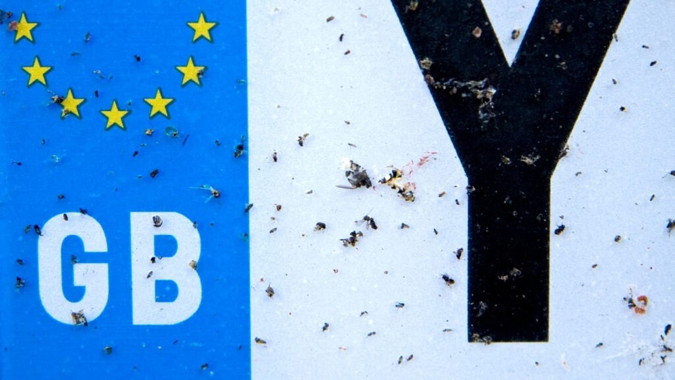 STUDIU: Numărul de insecte moarte de pe plăcuțele de înmatriculare din Kent a scăzut cu 89% în 20 de ani / Rezultatele, „teribil de alarmante”