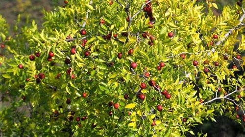 Curmale chinezești, cultivate cu succes în Oltenia, la Dăbuleni. Merg mai bine decât fructele tradiționale, afectate de fenomenele meteo extreme