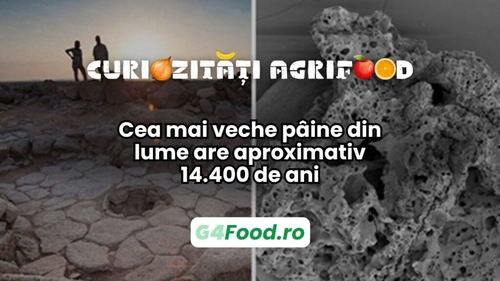 Curiozitate agri-food: cea mai veche pâine din lume are aproximativ 14.400 de ani / Descoperirea dovedește că pâinea era preparată cu mii de ani înainte de apariția agriculturii