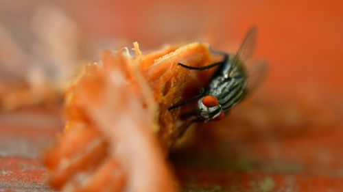 Ce faci când o muscă îți atinge mâncarea, o arunci? Un specialist explică în ce situații te expui unui risc/ Și, da, regula de 5 secunde există