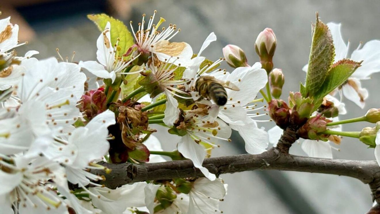 GALERIE FOTO | Albinele au intrat în plin sezon de polenizare. G4Food a surprins albine care vizitează florile pomilor fructiferi