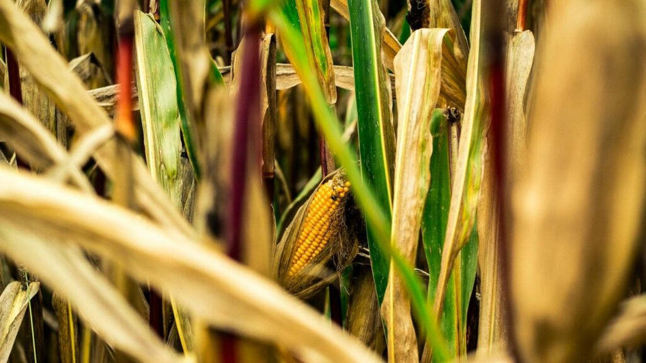 În zona Nădlac din Arad, 80% din producţia de porumb este compromisă de secetă şi arşiţă / Porumbul s-a copt prea repede, fără ca plantele să fie dezvoltate suficient