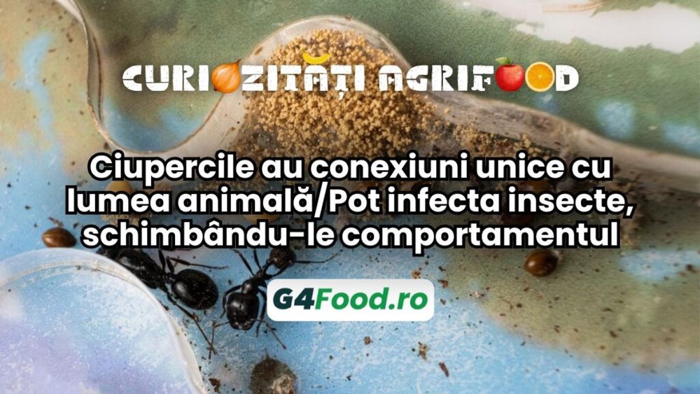 Curiozități agri-food 10 decembrie: ciupercile au conexiuni unice cu lumea animală/Pot infecta insecte, schimbându-le comportamentul