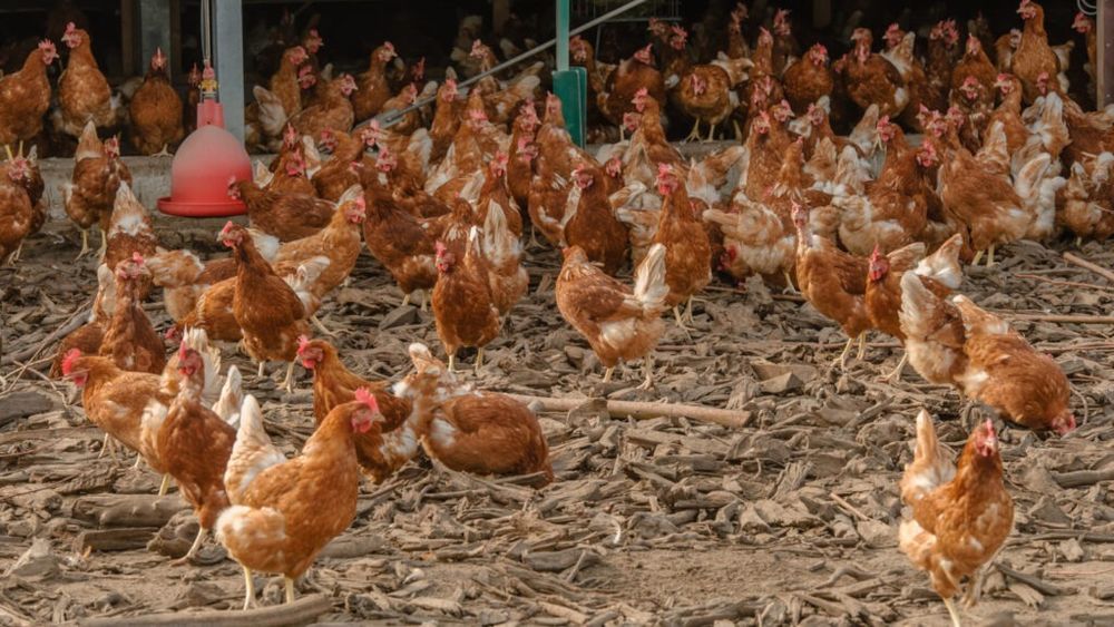 România a exportat în 2024 peste 200 de milioane de pui/ Florin Barbu, Ministrul Agriculturii: Suntem cea mai puternică forţă în sectorul avicol din Uniunea Europeană