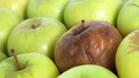 Descoperirea care ar putea reduce risipa uriașă de fructe. Un pliculeț cu argilă pus lângă ele ar putea încetini coacerea în timpul transportului și în supermarketuri
